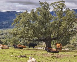 agroturystyka na wsi