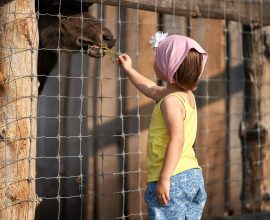 Dziewczynka w chustce na głowie karmi źdźbłem trawy konia zamkniętego w zagrodzie