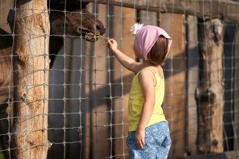 Dziewczynka w chustce na głowie karmi źdźbłem trawy konia zamkniętego w zagrodzie