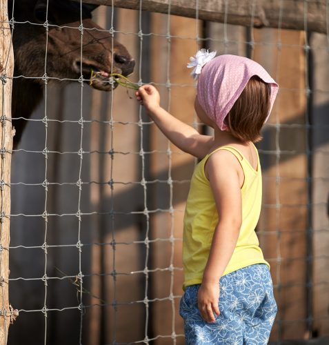 Dziewczynka w chustce na głowie karmi źdźbłem trawy konia zamkniętego w zagrodzie